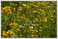 Wild Flowers